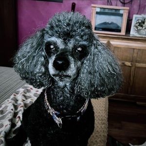 Meet your Posher, Sandy